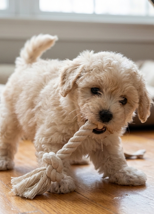 JUGUETE DE SOGA CON NUDO PARA PERROS