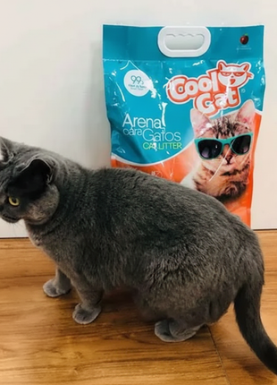 Cool Cat - Foto lifestyle