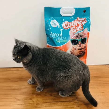 Cool Cat - Foto lifestyle